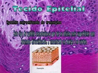 Tecido Epitelial Epitélio estratificado de transição: Este tipo de epitélio caracteriza-se por ter as células mais superficiais com  formatos diversificados. É encontrado na bexiga e no ureter. 