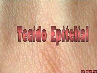 Tecido Epitelial 2M5 