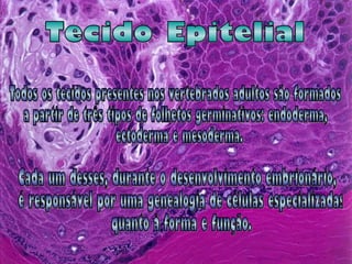 Tecido Epitelial Todos os tecidos presentes nos vertebrados adultos são formados  a partir de três tipos de folhetos germinativos: endoderma, ectoderma e mesoderma.  Cada um desses, durante o desenvolvimento embrionário, é responsável por uma genealogia de células especializadas quanto à forma e função.  