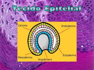 Tecido Epitelial 