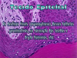 Os destinos finais (organogênese) desses folhetos  germinativos, na formação dos tecidos e órgão humanos, são:  Tecido Epitelial 