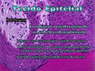 Tecido Epitelial Ectoderma: A ectoderma é a camada exterior de um embrião em desenvolvimento. Epiderme e anexos cutâneos(pêlos e glândulas mucosas); ● Todas as estruturas do sistema nervoso (encéfalo, nervos, gânglios nervosos e medula espinhal); ● Epitélio de revestimento das cavidades nasais, bucal e anal.  ● ● 