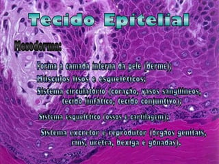 Tecido Epitelial Mesoderma: Forma a camada interna da pele (derme); Músculos lisos e esqueléticos;  Sistema circulatório (coração, vasos sangüíneos, tecido linfático, tecido conjuntivo); Sistema esquelético (ossos e cartilagem);  Sistema excretor e reprodutor (órgãos genitais, rins, uretra, bexiga e gônadas).  ● ● ● ● ● 