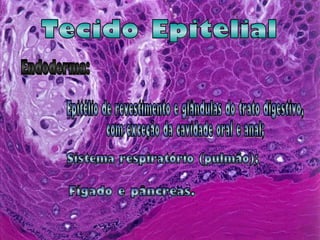 Tecido Epitelial Endoderma: Epitélio de revestimento e glândulas do trato digestivo,  com exceção da cavidade oral e anal; ● Sistema respiratório (pulmão);  ● Fígado e pâncreas.  ● 