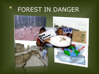 FOREST IN DANGER 