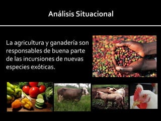La agricultura y ganadería son
responsables de buena parte
de las incursiones de nuevas
especies exóticas.
 