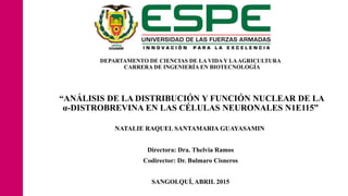 DEPARTAMENTO DE CIENCIAS DE LA VIDA Y LAAGRICULTURA
CARRERA DE INGENIERÍA EN BIOTECNOLOGÍA
“ANÁLISIS DE LA DISTRIBUCIÓN Y FUNCIÓN NUCLEAR DE LA
α-DISTROBREVINA EN LAS CÉLULAS NEURONALES N1E115”
NATALIE RAQUEL SANTAMARIA GUAYASAMIN
Directora: Dra. Thelvia Ramos
Codirector: Dr. Bulmaro Cisneros
SANGOLQUÍ, ABRIL 2015
 