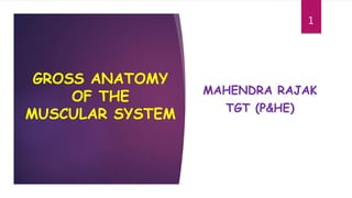 GROSS ANATOMY
OF THE
MUSCULAR SYSTEM
MAHENDRA RAJAK
TGT (P&HE)
1
 