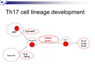 Th17 cell lineage development
.
RORγT
STAT-3
Naive CD4
APC
Th17
IL-17
IL-22
IL-21
IL23-APC
IL-6
TGF-β
Pre-Th17
 