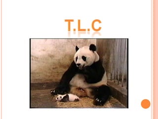 T.L.C