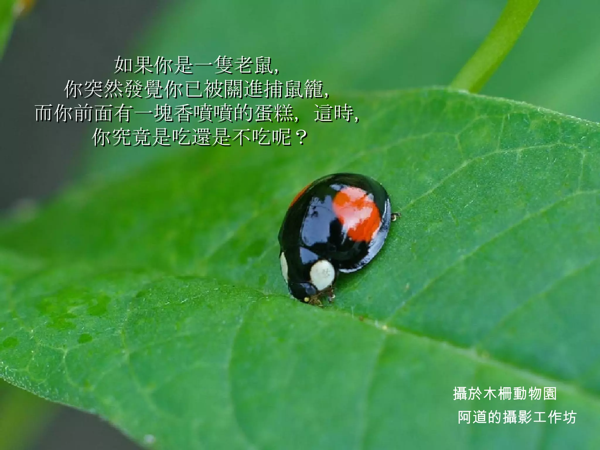 如果你是一隻老鼠， 你突然發覺你已被關進捕鼠籠， 而你前面有一塊香噴噴的蛋糕，這時， 你究竟是吃還是不吃呢？   阿道的攝影工作坊 攝於木柵動物園 