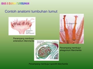Contoh anatomi tumbuhan lumut
Penampang membujur
anteredium Marchantia
Penampang membujur
arkegonium Marchantia
Penampang membujur sporofit Marchantia
 