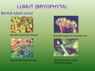 Bentuk tubuh lumut
Gametofit berbentuk lembaran Gametofit berbentuk tumbuhan kecil
Sporofit berbentuk terompet Sporofit berbentuk kapsul
bertangkai panjang
LUMUT (BRYOPHYTA)
 
