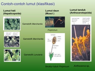 Contoh-contoh lumut (klasifikasi)
Lumut hati
(Hepaticopsida)
Gametofit Marchantia
Gametofit Lunularia
Gametofit Marchantia
Anthoceros sp.
Lumut tanduk
(Anthocerotopsida)
Lumut daun
(Musci )
Polytrichum
Struktur tubuh Polytricum
 