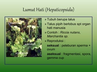 Lumut Hati (Hepaticopsida)
» Tubuh berupa talus
» Talus pipih berlobus spt organ
hati manusia
» Contoh : Riccia nutans,
Marchantia sp.
» Reproduksi :
seksual : peleburan sperma +
ovum
aseksual : fragmentasi, spora,
gemma cup
arkegonium
anteridium
Marchantia
sp
 