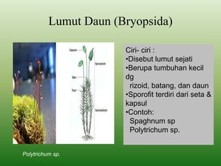 Lumut Daun (Bryopsida)
Ciri- ciri :
•Disebut lumut sejati
•Berupa tumbuhan kecil
dg
rizoid, batang, dan daun
•Sporofit terdiri dari seta &
kapsul
•Contoh:
Spaghnum sp
Polytrichum sp.
Polytrichum sp.
 