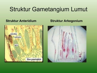 Struktur Gametangium Lumut
Struktur Anteridium Struktur Arkegonium
 