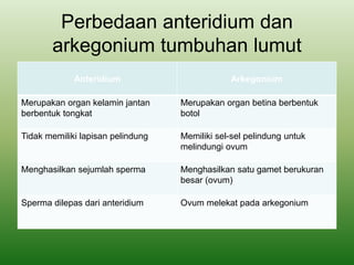 Perbedaan anteridium dan
arkegonium tumbuhan lumut
Anteridium Arkegonium
Merupakan organ kelamin jantan
berbentuk tongkat
Merupakan organ betina berbentuk
botol
Tidak memiliki lapisan pelindung Memiliki sel-sel pelindung untuk
melindungi ovum
Menghasilkan sejumlah sperma Menghasilkan satu gamet berukuran
besar (ovum)
Sperma dilepas dari anteridium Ovum melekat pada arkegonium
 