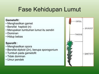 Fase Kehidupan Lumut
Gametofit :
• Menghasilkan gamet
• Bersifat haploid (n)
• Merupakan tumbuhan lumut itu sendiri
• Dominan
• Hidup bebas
Sporofit :
• Menghasilkan spora
• Bersifat diploid (2n), berupa sporogonium
• Tumbuh pada gametofit
• Tidak dominan
• Umur pendek
 