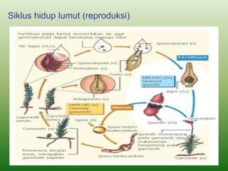 Siklus hidup lumut (reproduksi)
 