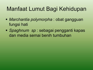 Manfaat Lumut Bagi Kehidupan
 Marchantia polymorpha : obat gangguan
fungsi hati
 Spaghnum sp : sebagai pengganti kapas
dan media semai benih tumbuhan
 