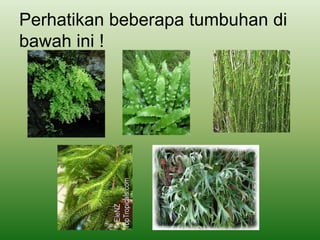 Perhatikan beberapa tumbuhan di
bawah ini !
 