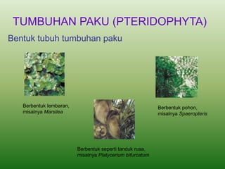 Bentuk tubuh tumbuhan paku
Berbentuk lembaran,
misalnya Marsilea
Berbentuk pohon,
misalnya Spaeropteris
Berbentuk seperti tanduk rusa,
misalnya Platycerium bifurcatum
TUMBUHAN PAKU (PTERIDOPHYTA)
 