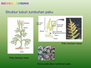 Struktur tubuh tumbuhan paku
Paku berdaun kecil
Paku berdaun besar
Sorus pada daun tumbuhan paku
Strobilus
Mikrofil
Rizom
Rizoid
Rizom
Daun steril
(tropofil) Daun fertil
(sporofil)
Batang Daun muda yang
Menggulung (circinatus)
Rizoid
Rizom
 