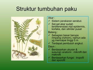 Struktur tumbuhan paku
Akar :
 Sistem perakaran serabut.
 Sel-sel akar sudah
terdiferensiasi mjd epidermis,
korteks, dan silinder pusat
Batang :
 Sebagian besar berupa
rimpang (rizhom), namun ada
yg mencapai tinggi 5 m
 Terdapat pembuluh angkut.
Daun :
 Berdasarkan ukuran &
susunan anatomi : mikrofil dan
makrofil
 Berdasarkan fungsi : tropofil
dan sporofil
 