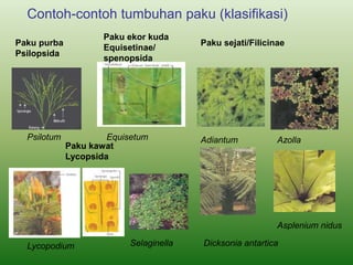 Contoh-contoh tumbuhan paku (klasifikasi)
Paku purba
Psilopsida
Psilotum
Paku kawat
Lycopsida
Lycopodium
Paku ekor kuda
Equisetinae/
spenopsida
Equisetum
Paku sejati/Filicinae
Adiantum Azolla
Dicksonia antartica
Selaginella
Asplenium nidus
 
