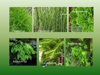 Psilotum sp. Equisetum sp
Lycopodium
sp
Selaginella sp
Adiantum sp
Marsilea sp
 