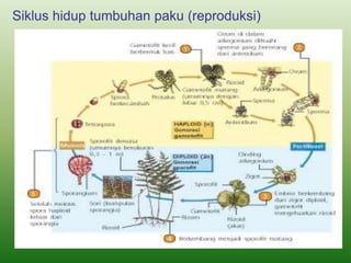 Siklus hidup tumbuhan paku (reproduksi)
 