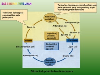 Siklus hidup tumbuhan homospora
Gametofit/
protalium
(n)
Haploid (n)
Generasi
gametofit
Diploid (2n)
Generasi
sporofit
Sporofit/
Tumb.paku
(2n)
Spora (n)
Meiosis
Sel spora induk (2n)
Fertilisasi
Zigot (2n)
Sporangium (2n) Embrio (2n)
Sel telur (n)
Sperma (n)
Anteredium (n)
Arkegonium (n)
Tumbuhan homospora
menghasilkan satu
jenis spora
Tumbuhan homospora menghasilkan satu
jenis gametofit yang mengandung organ
reproduksi jantan dan betina
 
