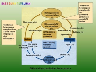 Makrospora (n)
Meiosis
Sel spora
induk (2n)
Sporangium (2n)
Sel spora
induk (2n)
Mikrospora (n)
Sporofit /
Tumbuhan paku
(2n)
Embrio (2n)
DIPLOID (2n)
Generasi
sporofit
HAPLOID (n)
Generasi
gametofit
Mikrogametofit/
mikroprotalium
(n)
Makrogametofit/
makroprotalium
(n)
Sel telur (n)
Sperma (n)
Fertilisasi
Zigot (2n)
Tumbuhan
heterospora
menghasilkan
2 jenis spora:
megaspora
dan
mikrospora
Tumbuhan
heterospora
menghasilk
an
gametofit
jantan dan
gametofit
betina
Siklus hidup tumbuhan heterospora
Anteredium (n)
Arkegonium (n)
 