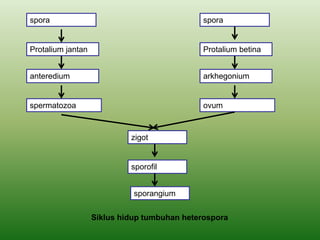 spora
Protalium jantan
anteredium
spermatozoa
zigot
sporofil
sporangium
spora
Protalium betina
arkhegonium
ovum
Siklus hidup tumbuhan heterospora
 