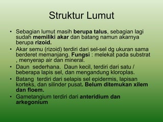 Struktur Lumut
• Sebagian lumut masih berupa talus, sebagian lagi
sudah memiliki akar dan batang namun akarnya
berupa rizoid.
• Akar semu (rizoid) terdiri dari sel-sel dg ukuran sama
berderet memanjang. Fungsi : melekat pada substrat
, menyerap air dan mineral.
• Daun sederhana. Daun kecil, terdiri dari satu /
beberapa lapis sel, dan mengandung kloroplas.
• Batang terdiri dari selapis sel epidermis, lapisan
korteks, dan silinder pusat. Belum ditemukan xilem
dan floem.
• Gametangium terdiri dari anteridium dan
arkegonium
 