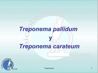 Treponema pallidum   y Treponema carateum 