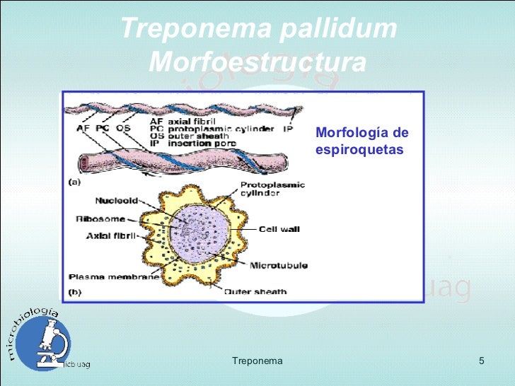 T. Pallidum