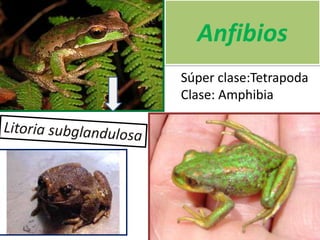 Anfibios
Súper clase:Tetrapoda
Clase: Amphibia
 