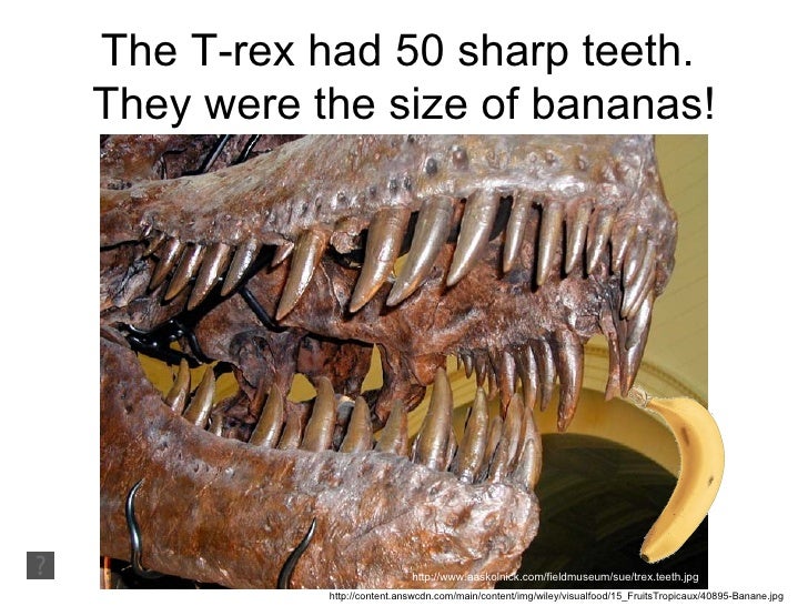 t rex t rex tooth size