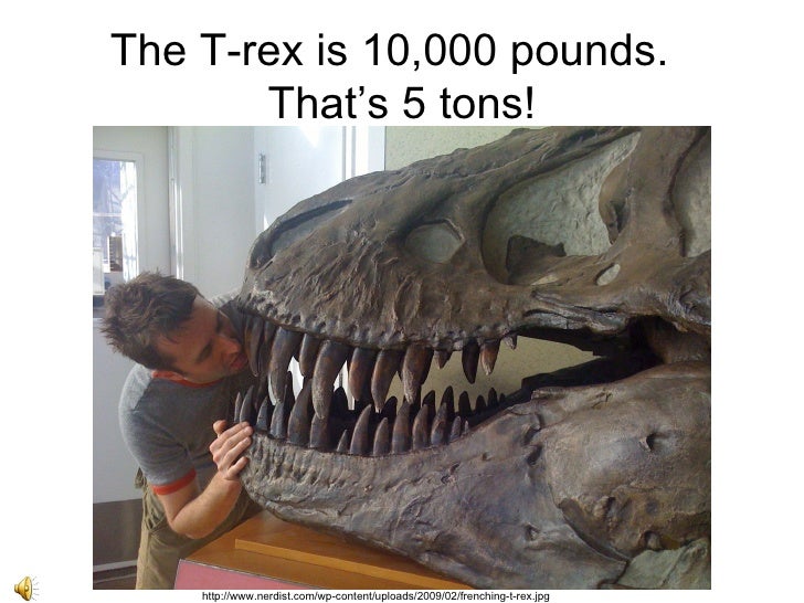 t rex t rex tooth size