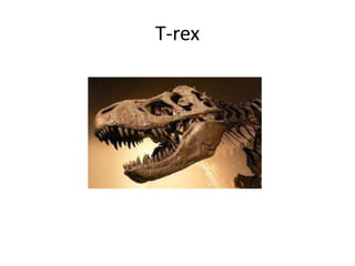 T-rex
 