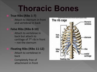 3 False Ribs The Skeletal System | PPTX