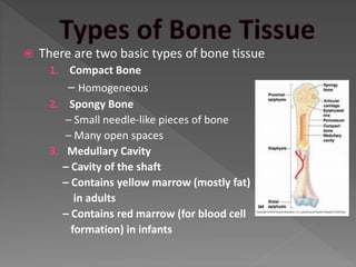 The Skeletal System | PPTX