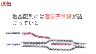 遺伝
塩基配列には遺伝子情報が詰
まっている
 