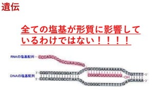 遺伝
全ての塩基が形質に影響して
いるわけではない！！！！
 