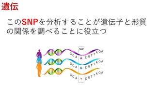 遺伝
このSNPを分析することが遺伝子と形質
の関係を調べることに役立つ
 