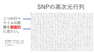 SNPの高次元行列
二つの行ベ
クトルの距
離を網羅的
に見たい。
何万個体（何万行）もあ
るので一つ一つ見てても
しゃあない。
 