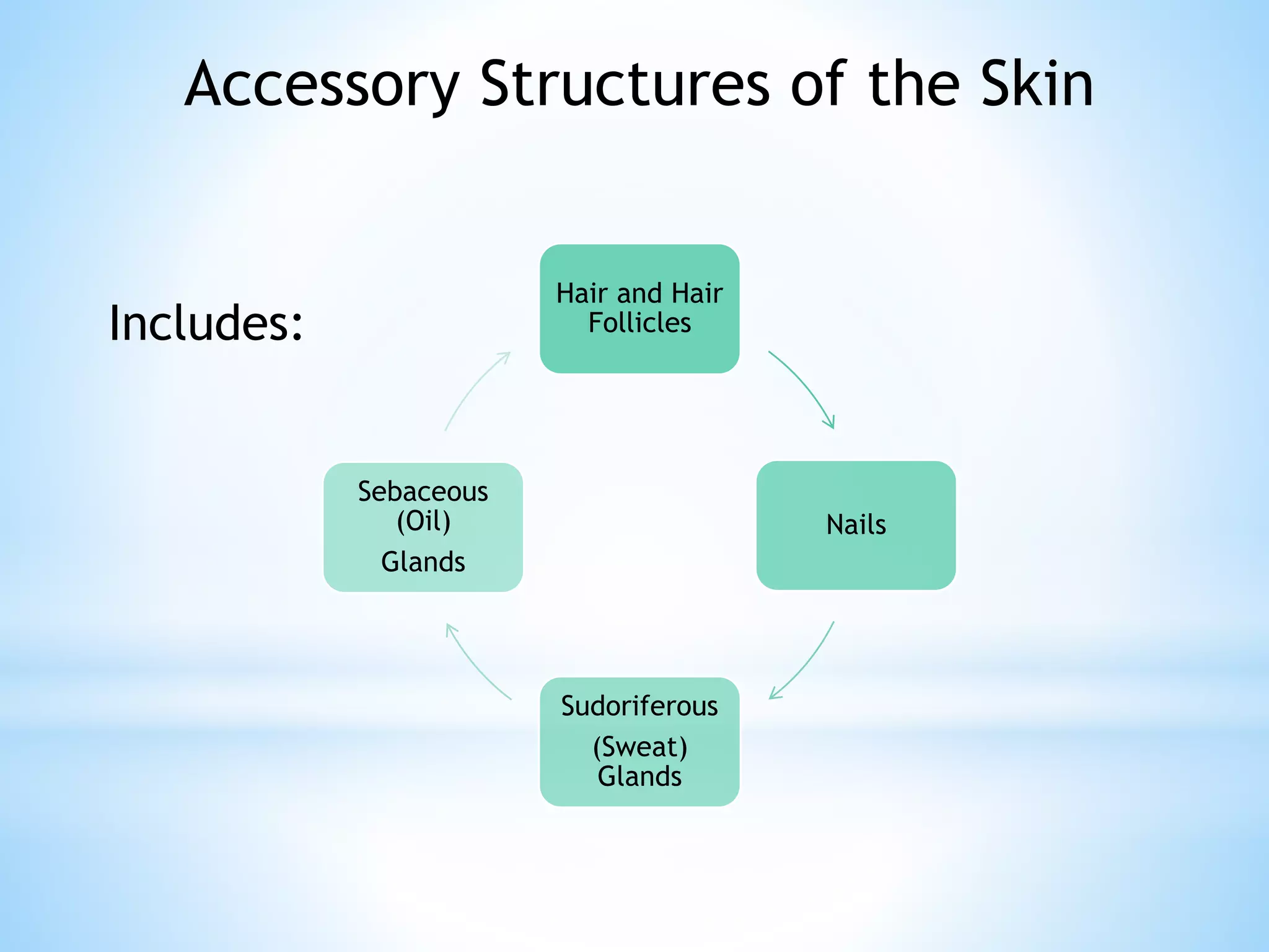 The Integumentary System | PPTX