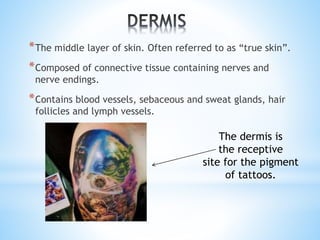 *The middle layer of skin. Often referred to as “true skin”.
*Composed of connective tissue containing nerves and
nerve endings.
*Contains blood vessels, sebaceous and sweat glands, hair
follicles and lymph vessels.
The dermis is
the receptive
site for the pigment
of tattoos.
 